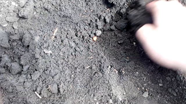 Dekalb 3511 УПС 6 Ремсинтез + МТЗ 80 посев кукурузы смотреть онлайн