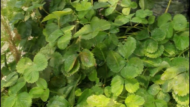 TIPS BERKEBUN STROBERI PART 2 смотреть онлайн
