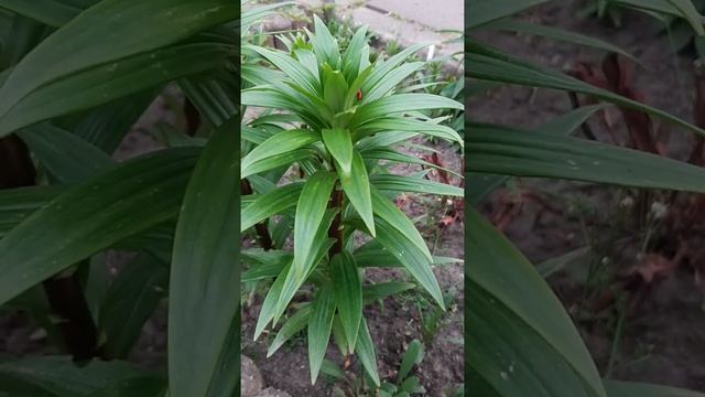 Вредители лилий . смотреть онлайн