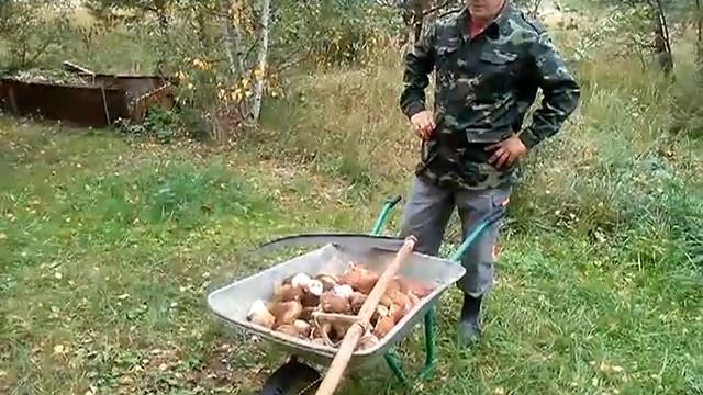 VID грибы смотреть онлайн