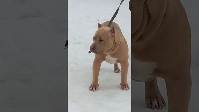 american bully xl смотреть онлайн