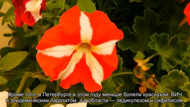 Жители Петербурга и Ленобласти стали меньше болеть смотреть онлайн