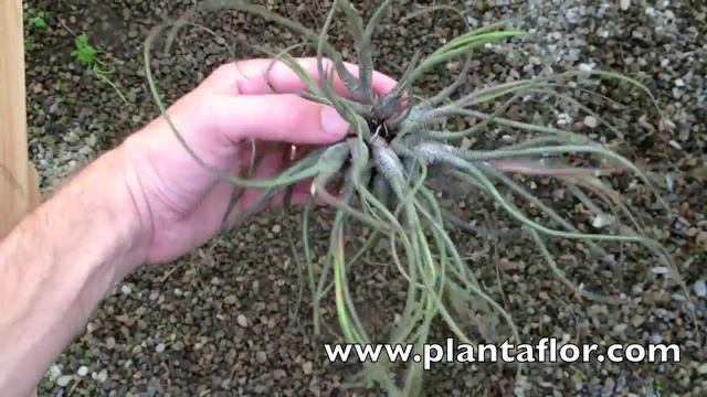 Tillandsia Butzii Clump @ Plantaflor