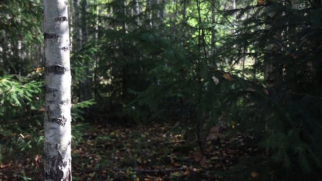 [FHD]- Звуки леса для сна и релакса|Пение птиц в лесу]-Relaxing forest sounds|Birds singing]-30 Min смотреть онлайн