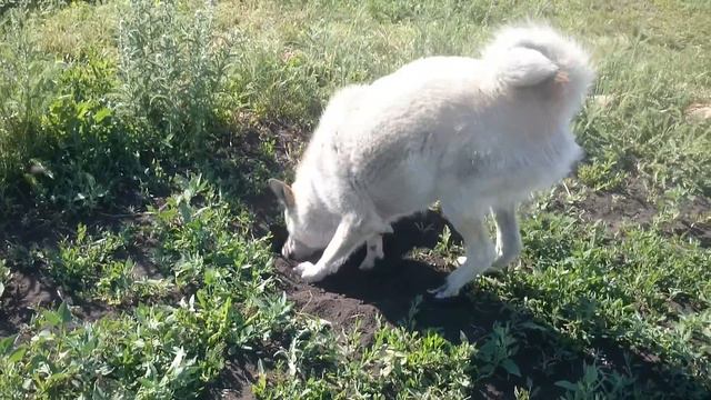 Кобель ЗСЛ  учит щенка копать !!!!!))))