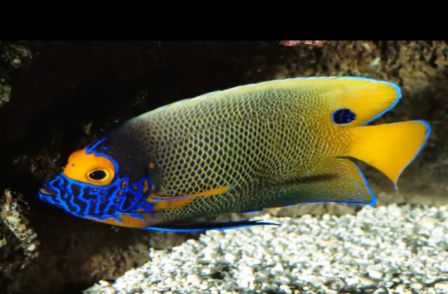 С.Рахманинов.Элегия..mp4 смотреть онлайн