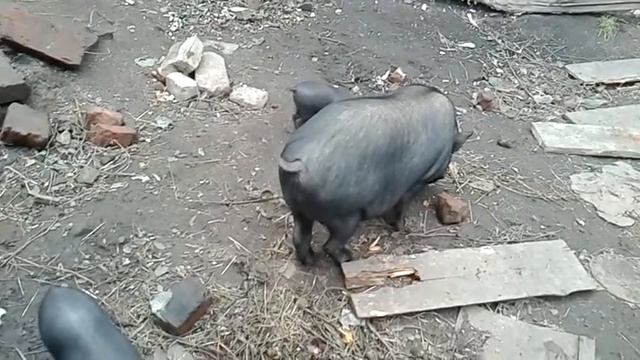 Жёлуди,хороший прикорм для поросят(но не подсосных!) смотреть онлайн