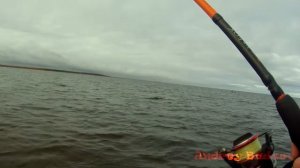 Ладога,ловля окуня на джиг