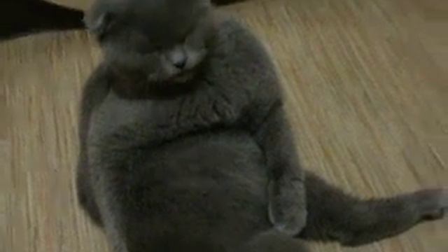 Кошка хочет любви смотреть онлайн