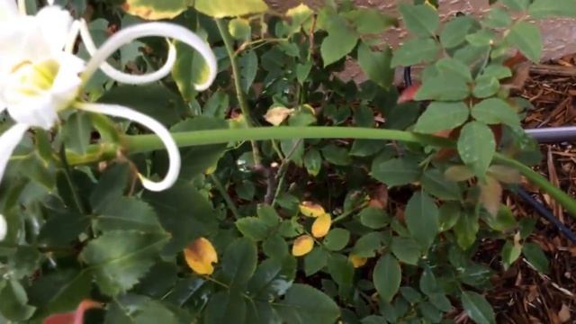 Hymenocallis festalis (zwanenberg) Peruvian daffodil смотреть онлайн