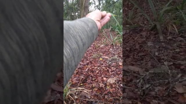 I was able to git very close to deer смотреть онлайн