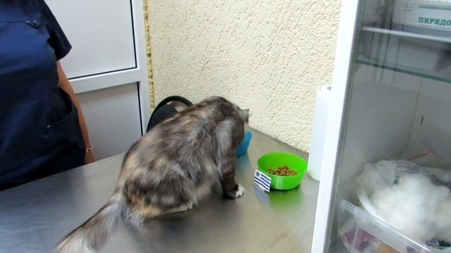 Кошка Зина предсказала результат матча Россия - Уругвай. смотреть онлайн