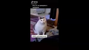 Кот Бендер - подборка мемов из Тиктока, где кот кивает головой и мяукает