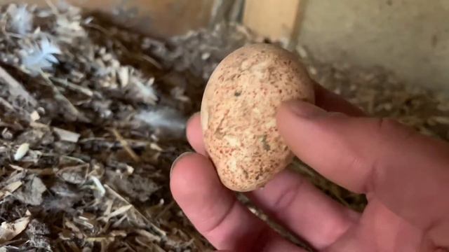 Индюки Занеслись !!! смотреть онлайн