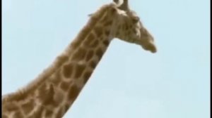 Жираф - детская песня