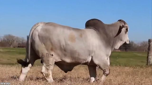 12 крупнейших быков в мире смотреть онлайн