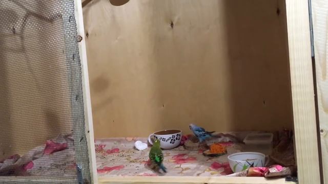 Разведение волнистых попугаев, с чего начать. Давайте вместе? смотреть онлайн