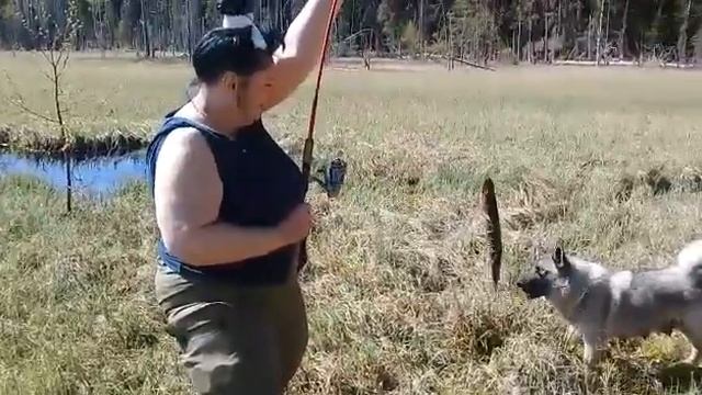 Первая щука на лесном озере в Карелии смотреть онлайн