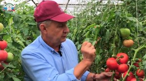 САМЫЕ НАДЁЖНЫЕ СОРТА ТОМАТОВ - Серия детерминантных гибридов / Сорт томата Барин