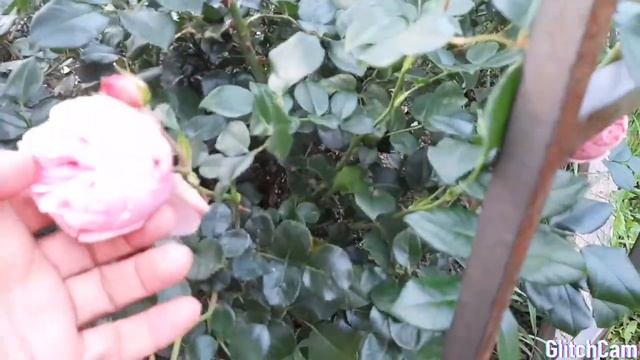 Розы в саду. Обзор розы Чарльз Остин. Чем и как укрывать розы. смотреть онлайн