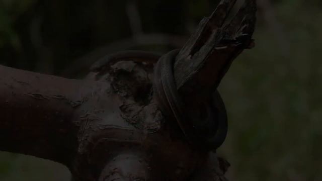К чему снится черная змея? Приснилась черная змея во сне ? Сонник ? Толкование снов ? смотреть онлайн