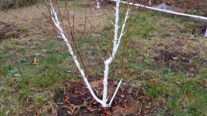 Формировка деревьев персика и нектарина: анализ собственных ошибок