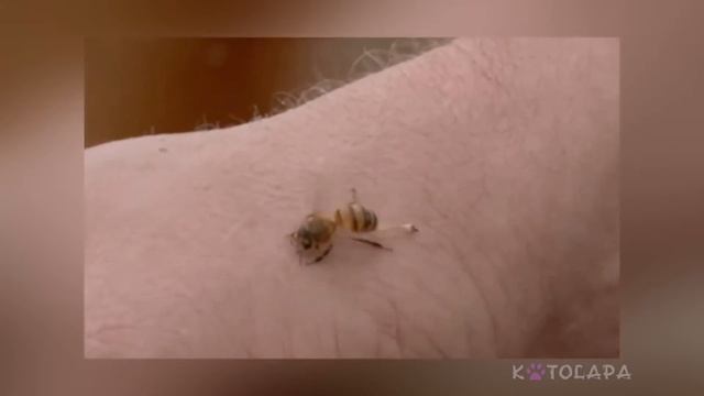 Проект: пчелы и осы смотреть онлайн