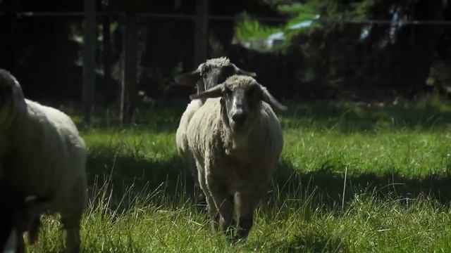Весёлая песенка трёх немок про маленького цыплёнка)
