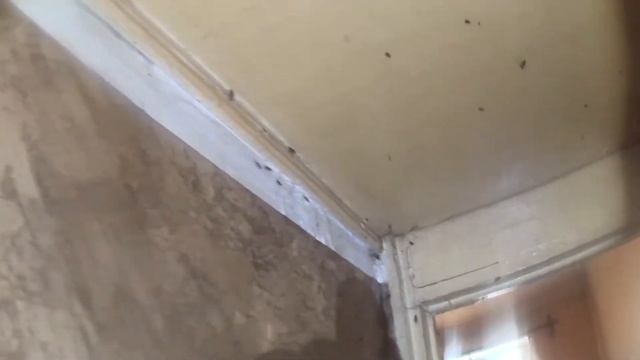 Сильное заражение квартиры. Тараканье царство. смотреть онлайн