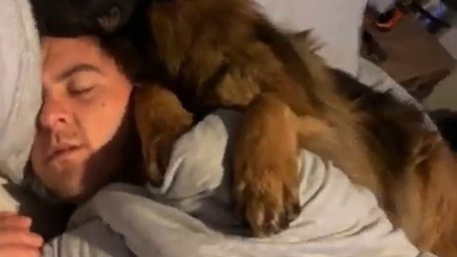 Обнимашки от собакена смотреть онлайн