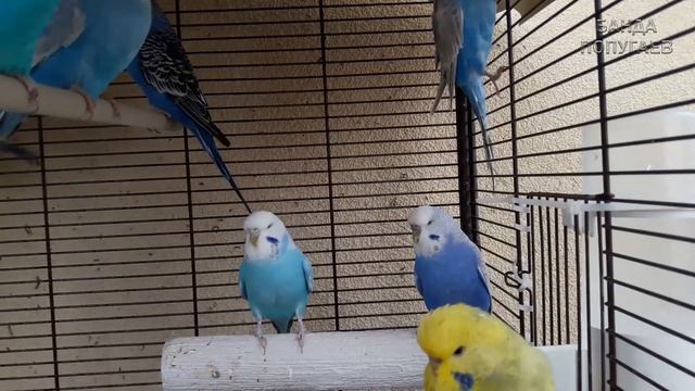 Учим попугая по имени Cтепа говорить. Видеоурок 1:"Степа красавчик!" смотреть онлайн