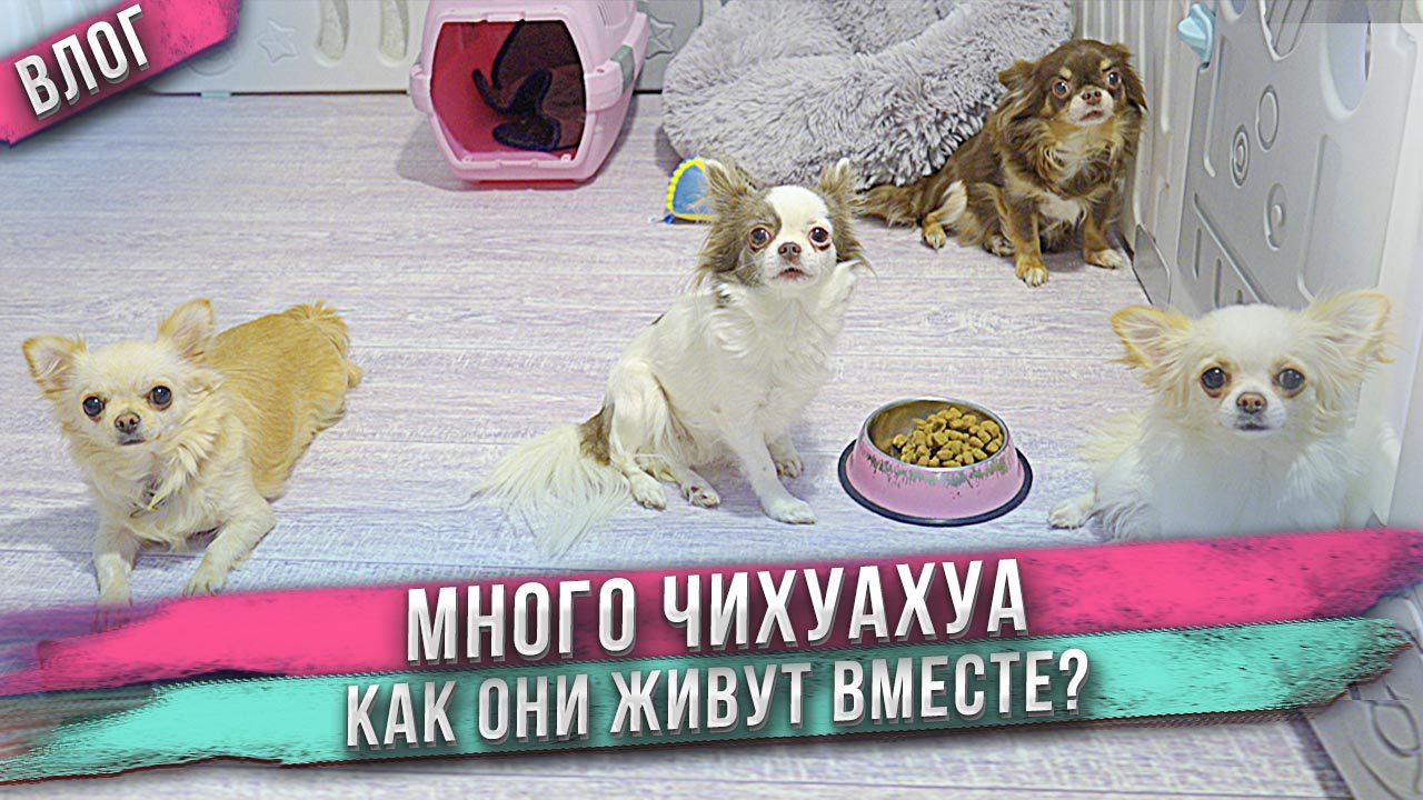 Собака охраняет корм и не дает остальным! Жесткая иерархия в стае чихуахуа. смотреть онлайн