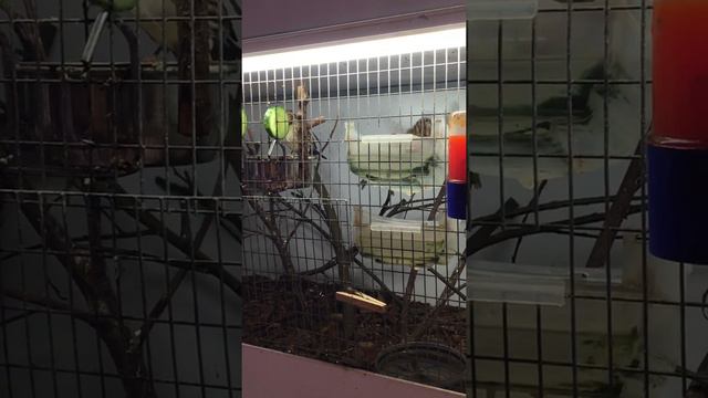 Чечетки и чижи смотреть онлайн