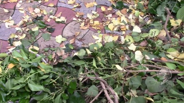 ПЛЮЩ КАК УКРАШЕНИЕ СТЕН, ТРЕБУЕТ ОПРЕДЕЛЁННОГО УХОДА! смотреть онлайн