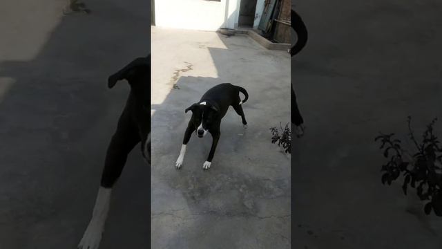 I'm just a baby 🐥😍🥀...#pitbull смотреть онлайн