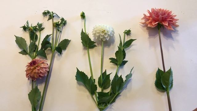 87. Disbudding Dahlias: Why it's Recommended. смотреть онлайн