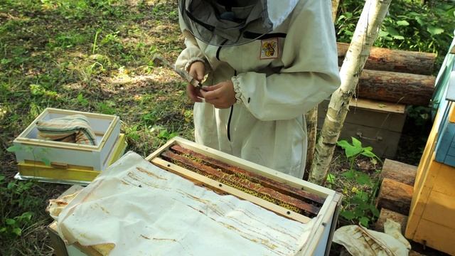 ПОЗДНИЙ РОЙ ПЧЁЛ 2022 ! НЕ ХОТЕЛ К НАМ ЗАХОДИТЬ! смотреть онлайн