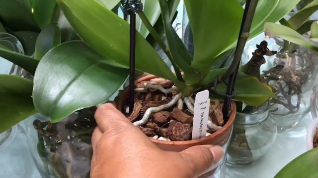 Phalaenopsis Orchids Dream Comes True // Shoutout смотреть онлайн