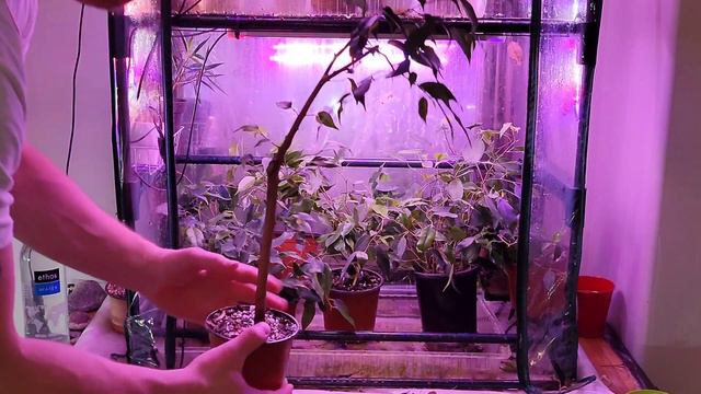 Ficus Benjamina Bonsai - from bush to bonsai (part II) смотреть онлайн