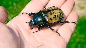 Гигантский жук Геркулес/обитания, размножение, кормление