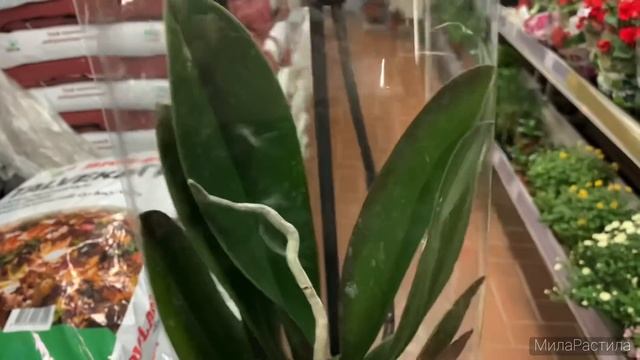 Крайний ПРИВОЗ ОРХИДЕЙ в Максидом на Богатырском 26.10.21 На следующей неделе привоза не предвидитс смотреть онлайн