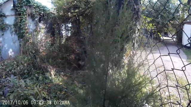 Туя дальневосточная смотреть онлайн