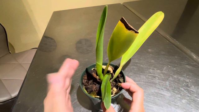 Cattleya Purpurata #carecollab смотреть онлайн