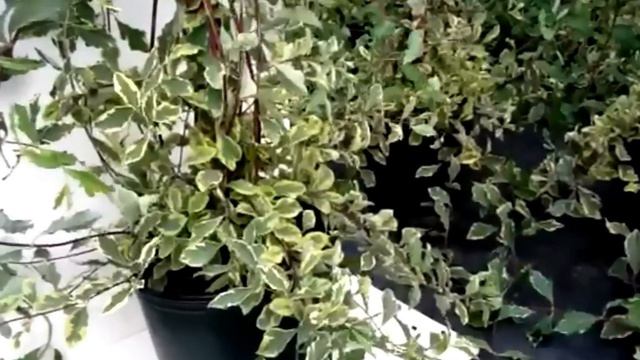 Best Flowering Vines - Lonicera Harlequin - Honeysuckle смотреть онлайн