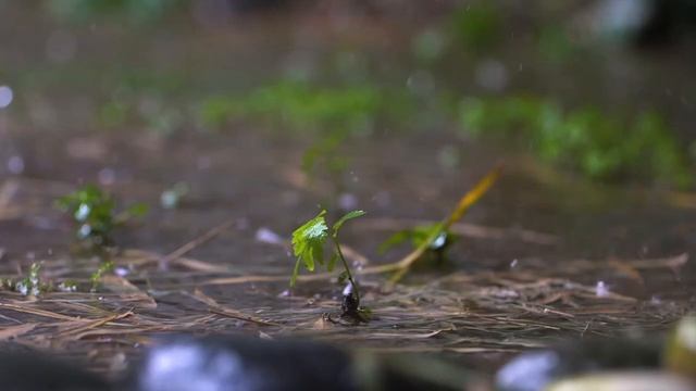 Тропический релакс. Наслаждайтесь дождем!
