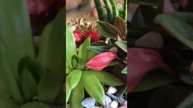 Флорариум капля с пеперомией смотреть онлайн