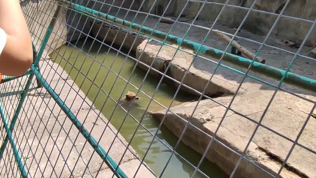 Ташкент ВЛОГ / Облагораживают двор / Опять ЗООПАРК смотреть онлайн