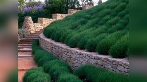 Какие растения лучше использовать для укрепления склонов