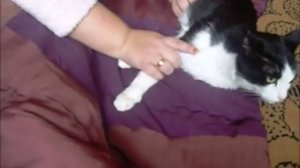 Копростаз у кота