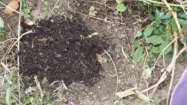 DON'T Dig Up Your Dahlias This Winter - Here's What To Do Instead